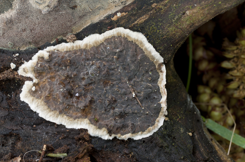 Lopharia spadicea